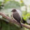 The Dusky Flycatcher