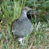 The Dusky Grouse