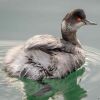 The Eared Grebe