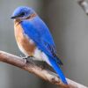 The Eastern Bluebird