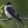 The Eastern Kingbird