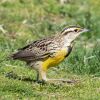 The Eastern Meadowlark