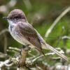 The Eastern Phoebe