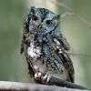 The Eastern Screech-Owl
