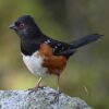 The Eastern Towhee