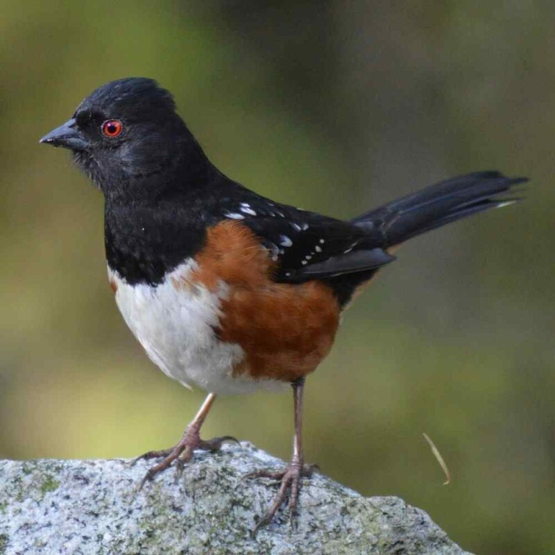 16 Birds that Start with E
