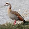 The Egyptian Goose