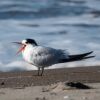 The Elegant Tern