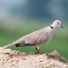 The Eurasian-Collared Dove