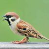 The Eurasian Tree Sparrow