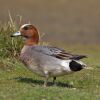 The Eurasian Wigeon