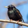 The European Starling