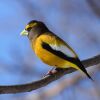 The Evening Grosbeak