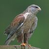 Ferruginous Hawk