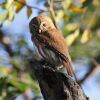 Ferruginous Pygmy-Owl