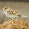 Field Sparrow