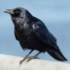 Fish Crow