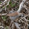 Five-striped Sparrow