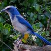 Florida Scrub-Jay