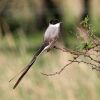 Fork-tailed Flycatcher