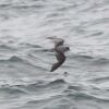 Fork-tailed Storm-Petrel