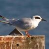 Forster's Tern