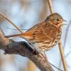 Fox Sparrow