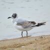 Franklin's Gull