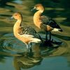 Fulvous Whistling-Duck Pair