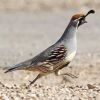 Gambel's Quail