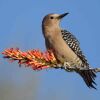 Gila Woodpecker