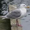 Glaucous-winged Gull