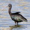 Glossy Ibis