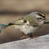 Golden-crowned Kinglet