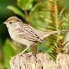 Golden-crowned Sparrow