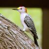 Golden-fronted Woodpecker