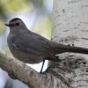 Gray Catbird