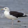 Great Black-backed Gull