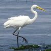 The Great Egret