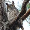 Great Horned Owl