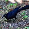 Great-tailed Grackle