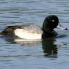 Greater Scaup