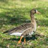 Greater White-fronted Goose