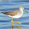 Greater Yellowlegs