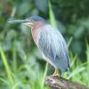 Green Heron