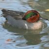 Green-winged Teal