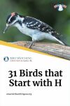 31 Birds that Start with H Thumbnail