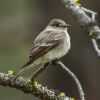 Hammond's Flycatcher