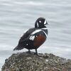 Harlequin Duck