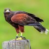 Harris's Hawk